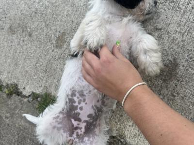Bichon x Spaniel Great Pets for Children