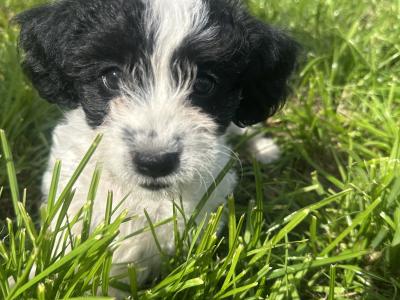 Bichon x Spaniel Great Pets for Children
