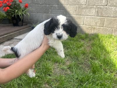 Bichon x Spaniel Great Pets for Children