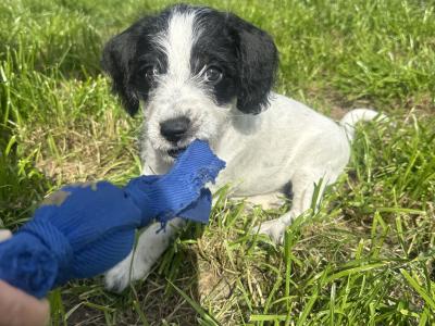 Bichon x Spaniel Great Pets for Children