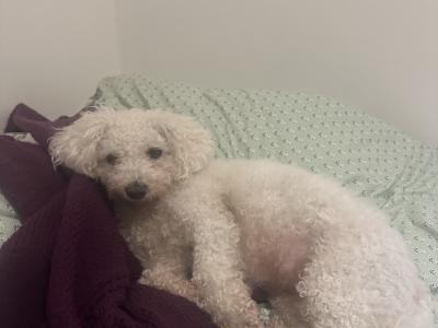 Bichon x Spaniel Great Pets for Children