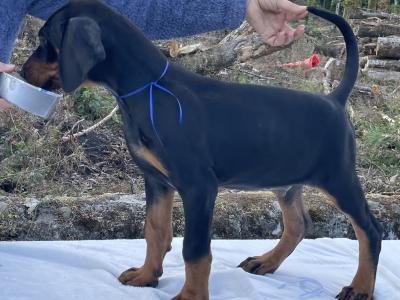 IKC Registered Dobermann puppies in Westmeath