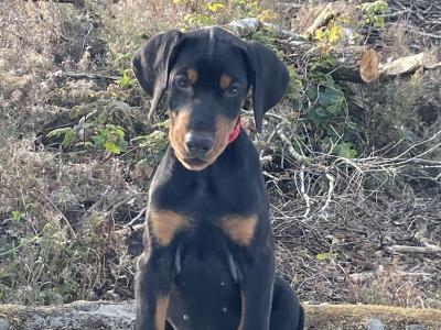 IKC Registered Dobermann puppies in Westmeath
