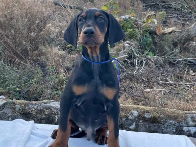 IKC Registered Dobermann puppies in Westmeath