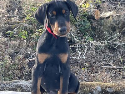 IKC Registered Dobermann puppies in Westmeath