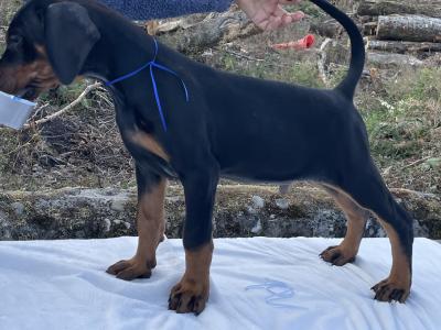 IKC Registered Dobermann puppies in Westmeath