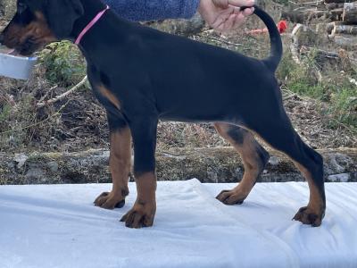IKC Registered Dobermann puppies in Westmeath