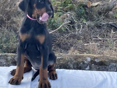 IKC Registered Dobermann puppies in Westmeath