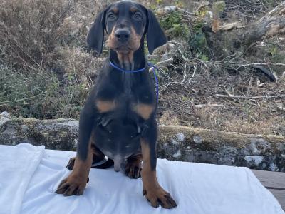 IKC Registered Dobermann puppies in Westmeath