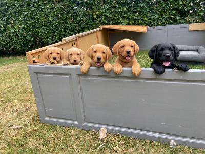 IKC registered exceptional Red Fox lab puppy remaining