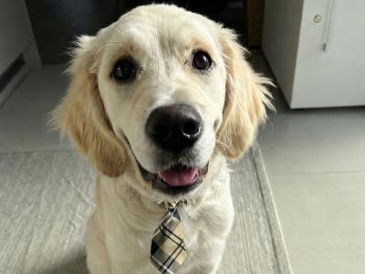 Friendly male Golden Retriever in Dublin