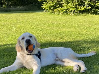 Friendly male Golden Retriever in Dublin