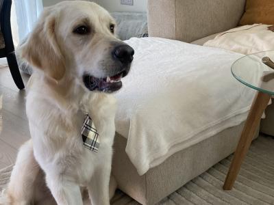 Friendly male Golden Retriever in Dublin