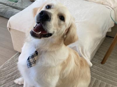 Friendly male Golden Retriever in Dublin