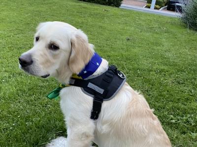 Friendly male Golden Retriever in Dublin