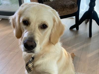 Friendly male Golden Retriever in Dublin