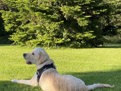 Friendly male Golden Retriever in Dublin