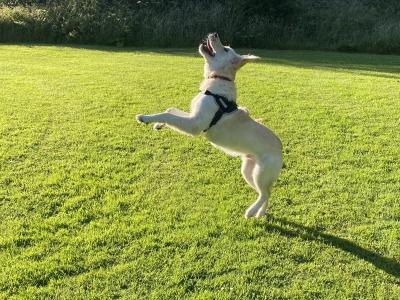 Friendly male Golden Retriever in Dublin