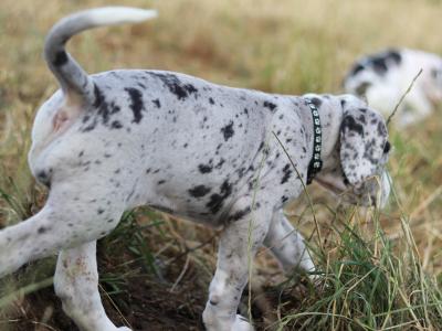 IKC (pending) Great Dane Merle puppy female