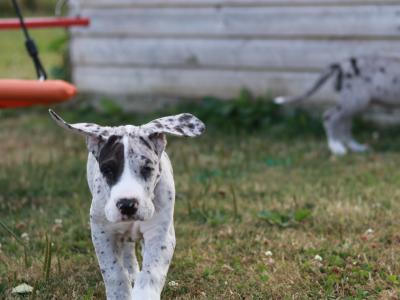 IKC (pending) Great Dane Merle puppy female