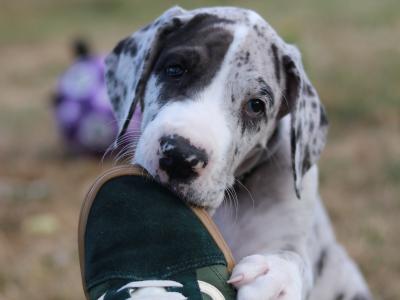 IKC (pending) Great Dane Merle puppy female