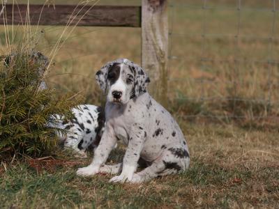 IKC (pending) Great Dane Merle puppy female