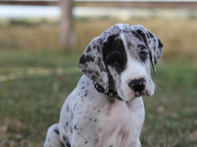 IKC (pending) Great Dane Merle puppy female