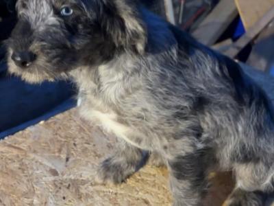 Merle Collie x Goldendoodle puppies for sale in Tipperary €450