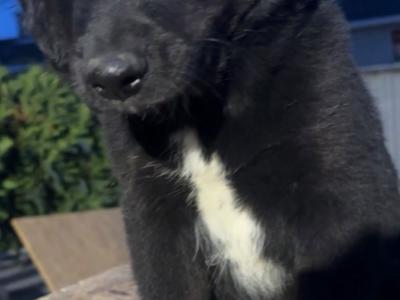 Merle Collie x Goldendoodle puppies for sale in Tipperary €450