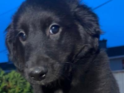 Merle Collie x Goldendoodle puppies for sale in Tipperary €450