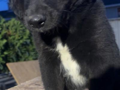 Merle Collie x Goldendoodle Puppies for Sale In Tipperary  €550