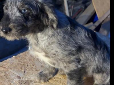 Merle Collie x Goldendoodle puppies for sale in Tipperary €450