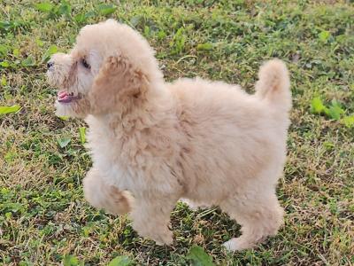Cockapoo puppies in Limerick