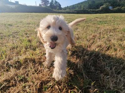 Cockapoo puppies in Limerick