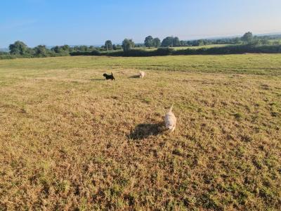 Cockapoo puppies in Limerick