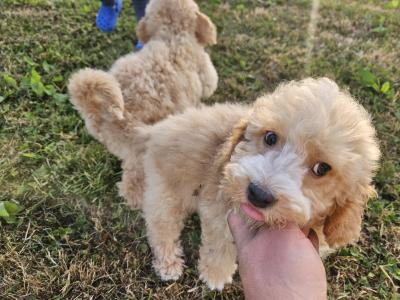 Cockapoo puppies in Limerick