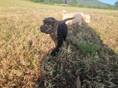 Cockapoo puppies in Limerick