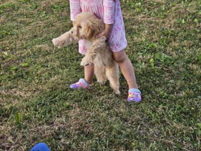 Cockapoo puppies in Limerick