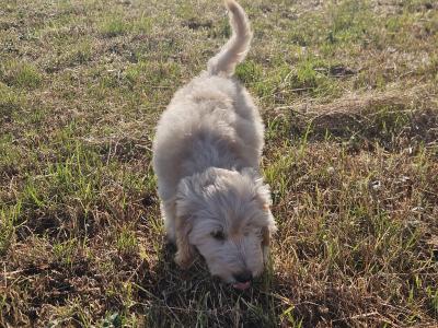 Cockapoo puppies in Limerick