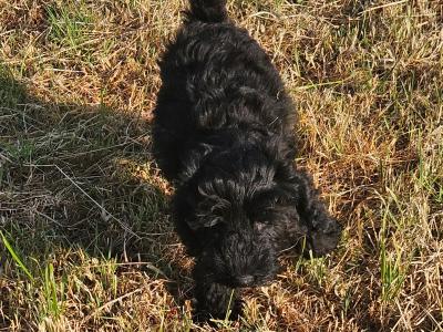 Cockapoo puppies 2 black females left in Wexford