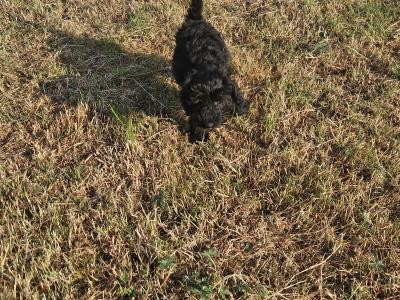 Cockapoo puppies in Limerick