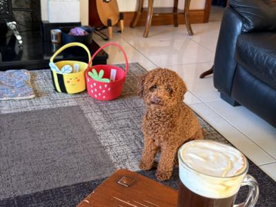 Toy Poodle