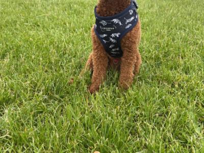 Toy Poodle