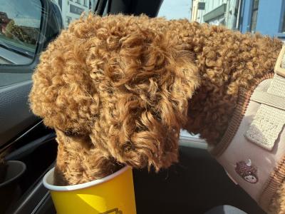 Toy Poodle