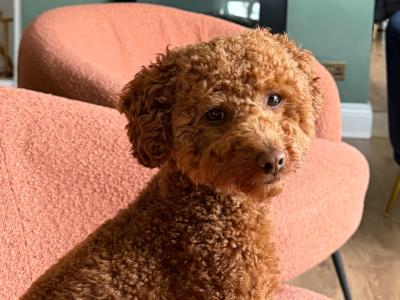 Toy Poodle