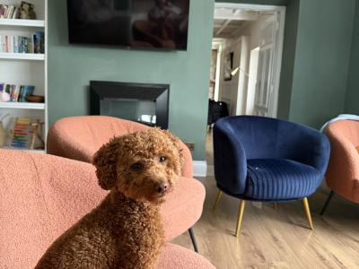 Toy Poodle