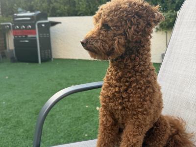 Toy Poodle