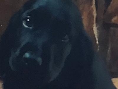 SOLD / PENDING COLLECTION ****Adorable Cocker spaniels for sale Limerick