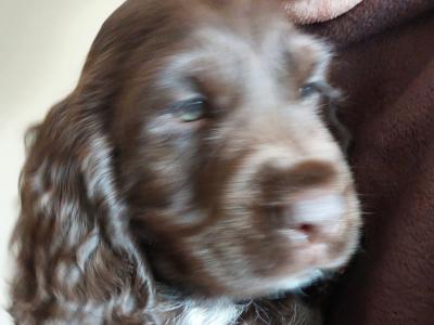 SOLD / PENDING COLLECTION ****Adorable Cocker spaniels for sale Limerick