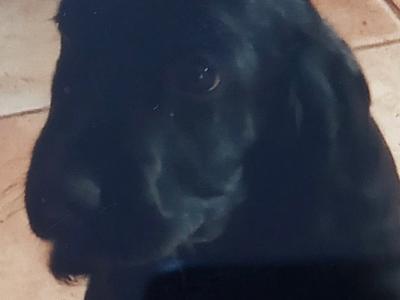 SOLD / PENDING COLLECTION ****Adorable Cocker spaniels for sale Limerick